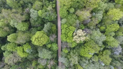 Path-in-a-hardwood-forest-by-drone.-Vertical-view,-Verdun,-Lorraine,-France.